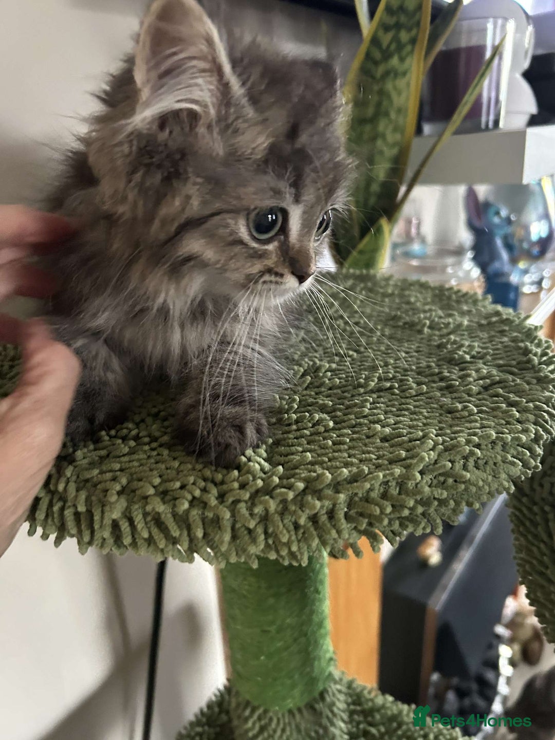 Persian cats for sale: Persian x ragoll - Image 2
