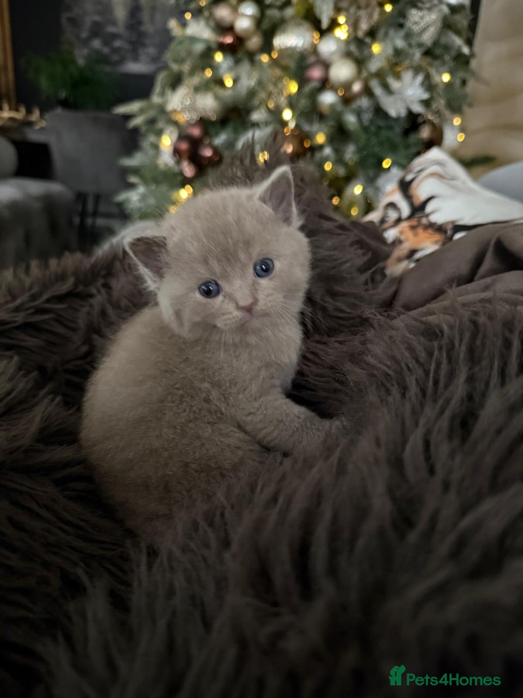 British Shorthair cats for sale: Beautiful British Shorthair kittens 3 Boys 2 Girls - Advert 22