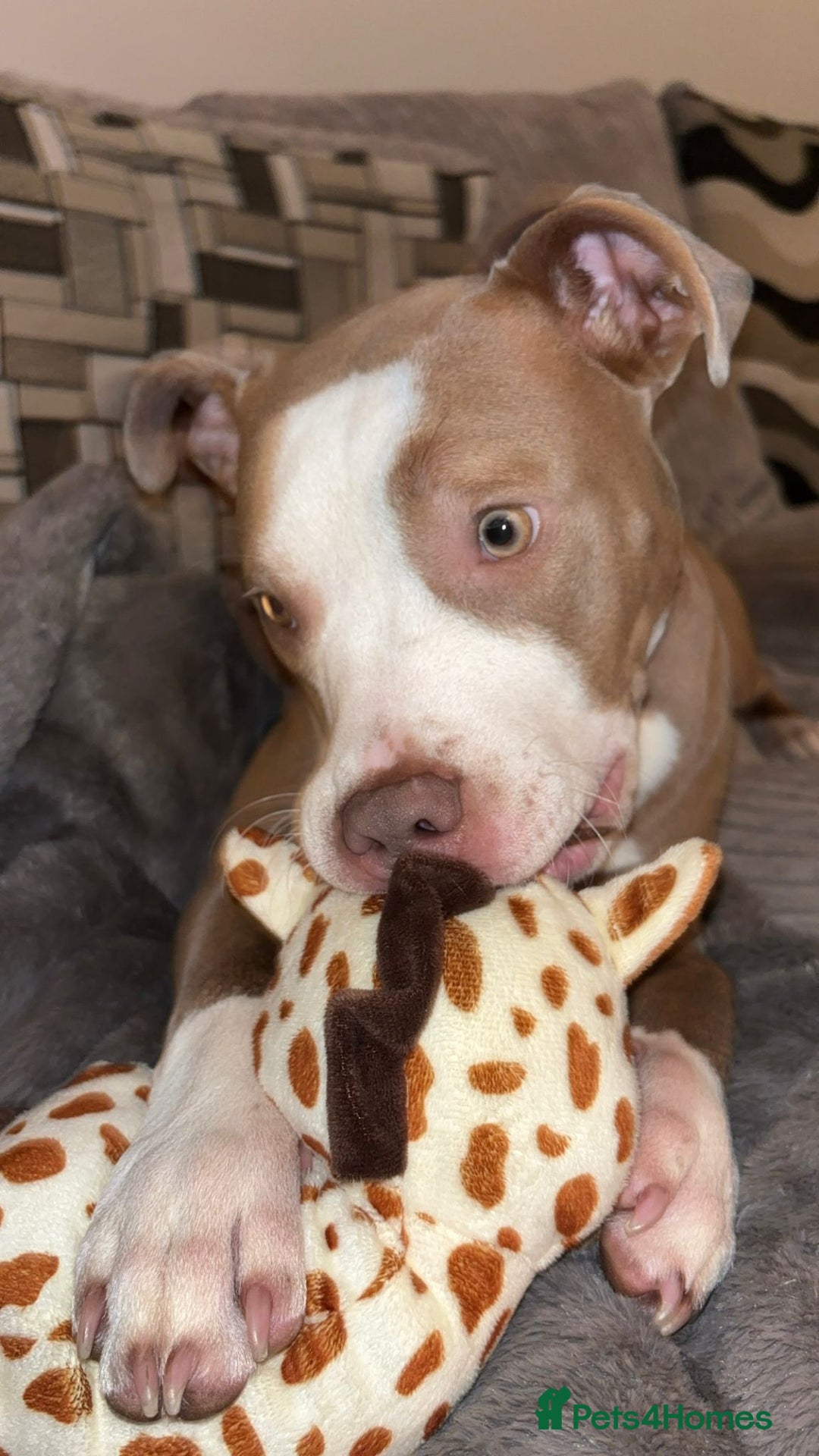 Staffordshire Bull Terrier dogs for sale: With a heavy heart having to rehome beautiful Nova - Image 6
