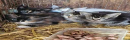 Mixed Breed cats for sale: Beautiful tabby female  - Advert 3