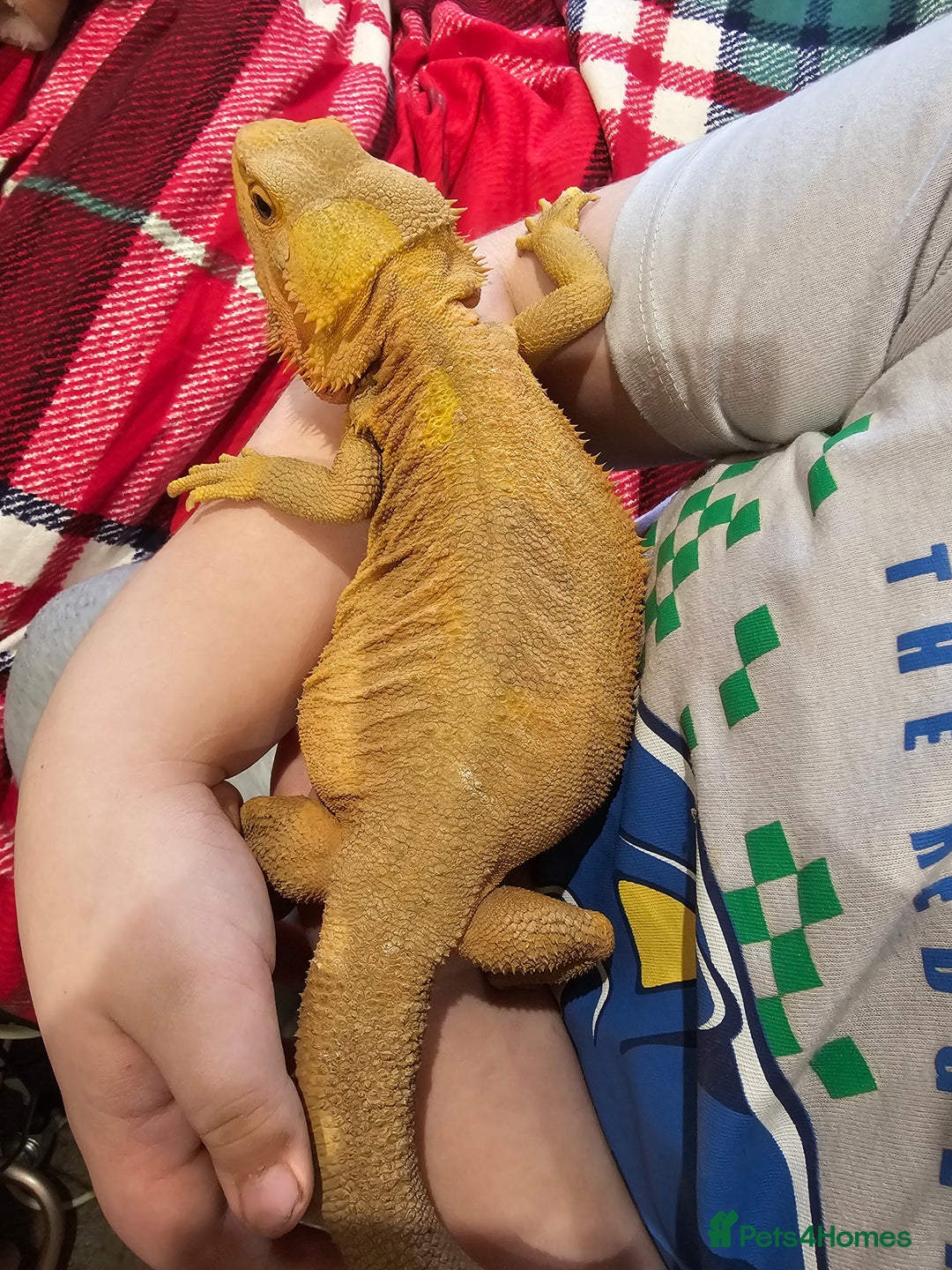 Bearded Dragon reptiles for sale: Male & Female Bearded Dragons - Advert 2