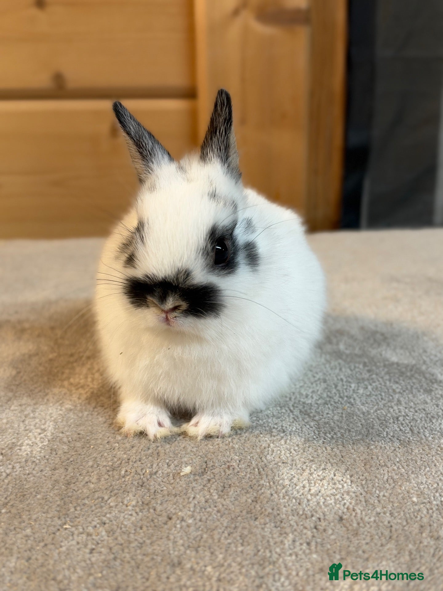 Netherland Dwarf rabbits Stunning Netherland Dwarfs  - Advert 2