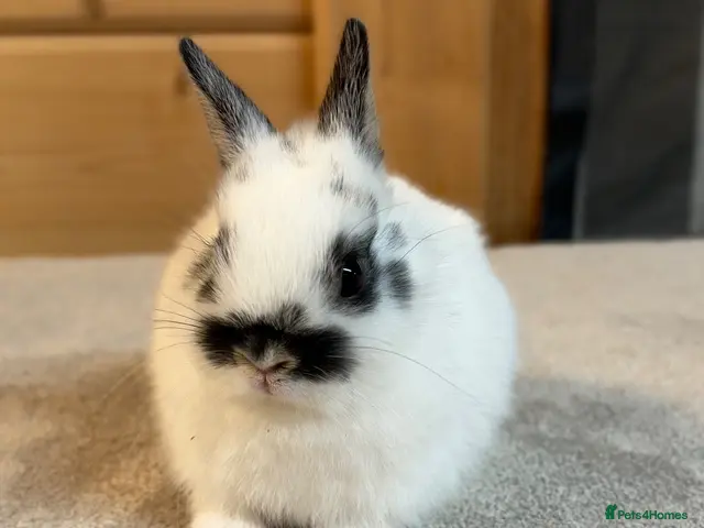 Netherland Dwarf rabbits Stunning Netherland Dwarfs - Advert 2