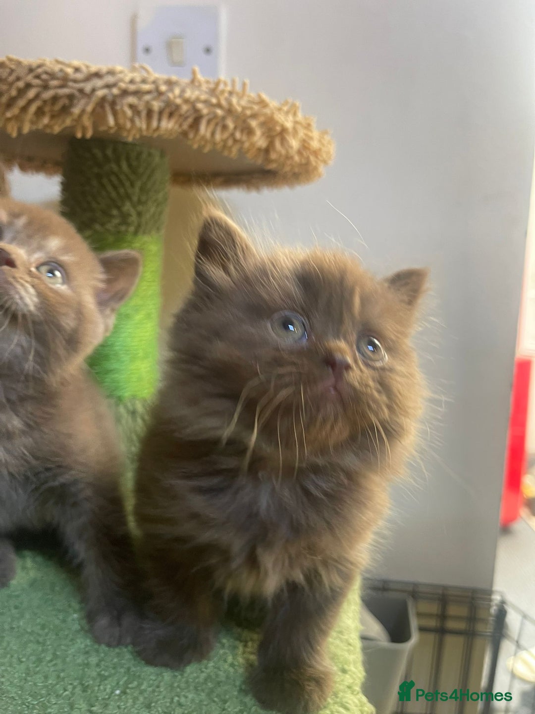 British Longhair cats for sale: Purebred Chocolate British longhair  kittens  - Image 6