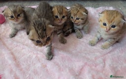 Scottish Fold cats for sale: 5 Beautiful ScottishFolds Kittens - Image 16