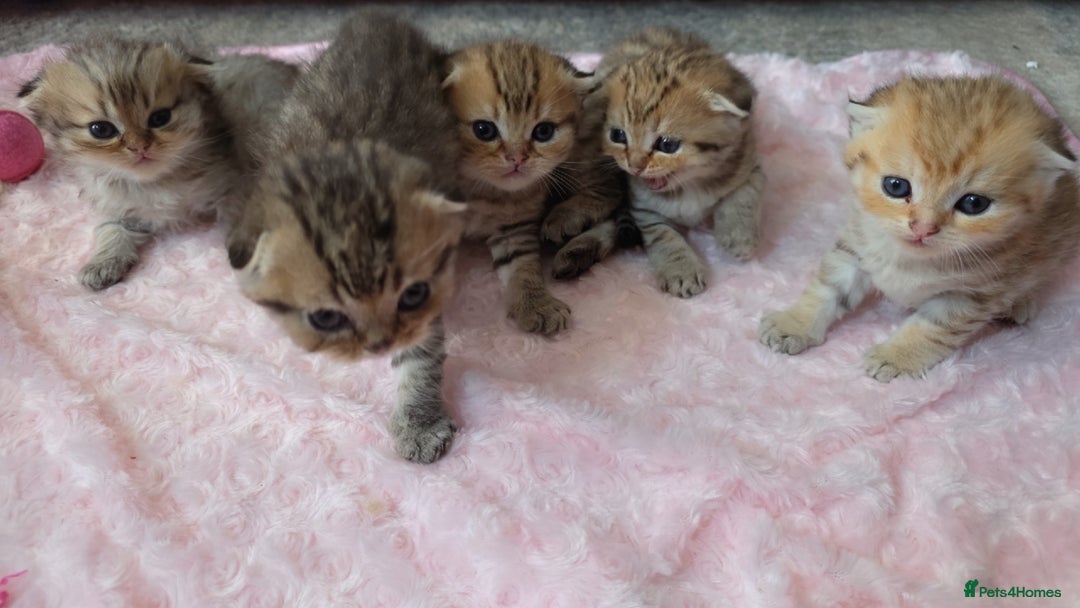 Scottish Fold cats for sale: 5 Beautiful ScottishFolds Kittens - Image 16