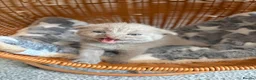 British Shorthair cats for sale: Beautiful BSH Scottish Fold & Straight Kittens - Advert 1