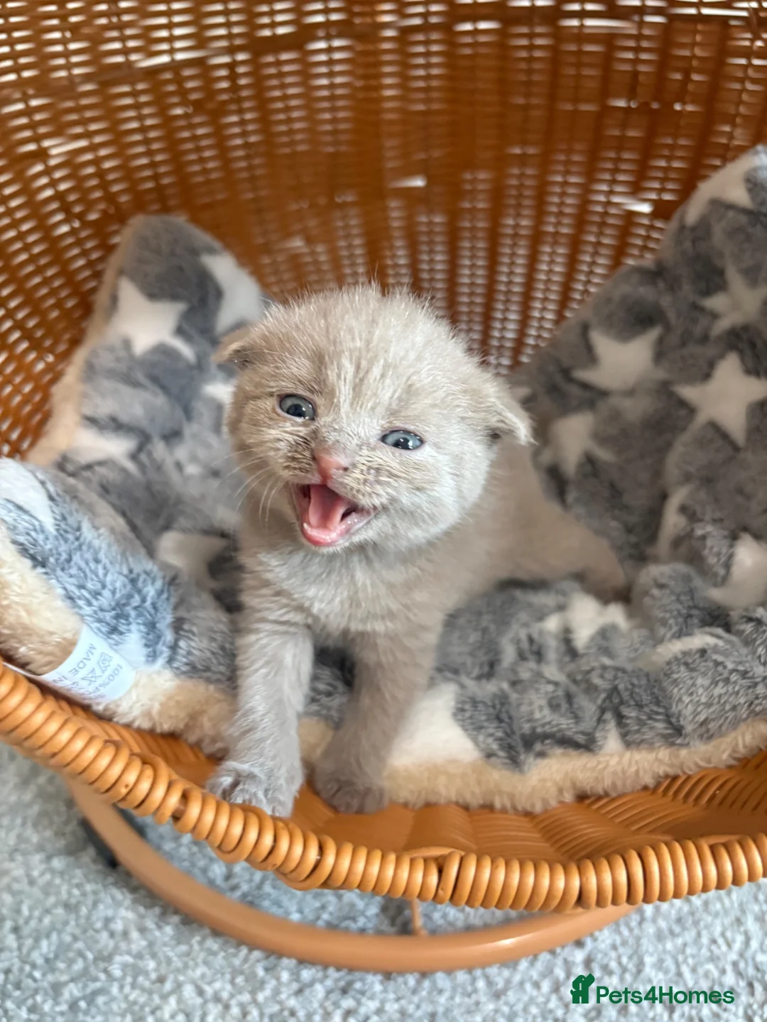 British Shorthair cats for sale: Beautiful BSH Scottish Fold & Straight Kittens - Advert 1