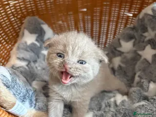 British Shorthair cats Beautiful BSH Scottish Fold & Straight Kittens - Advert 4