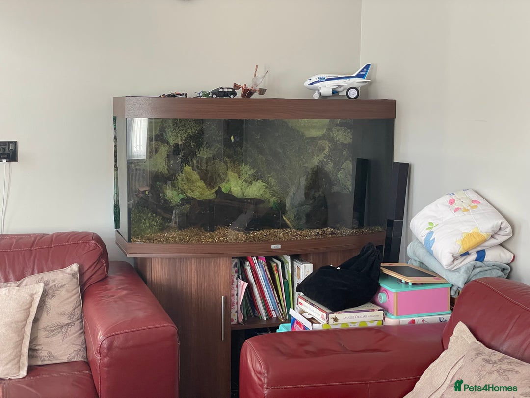Cichlids fish for sale: Juwel 4ft tank and Tropheus Duboisi x2 - Image 2