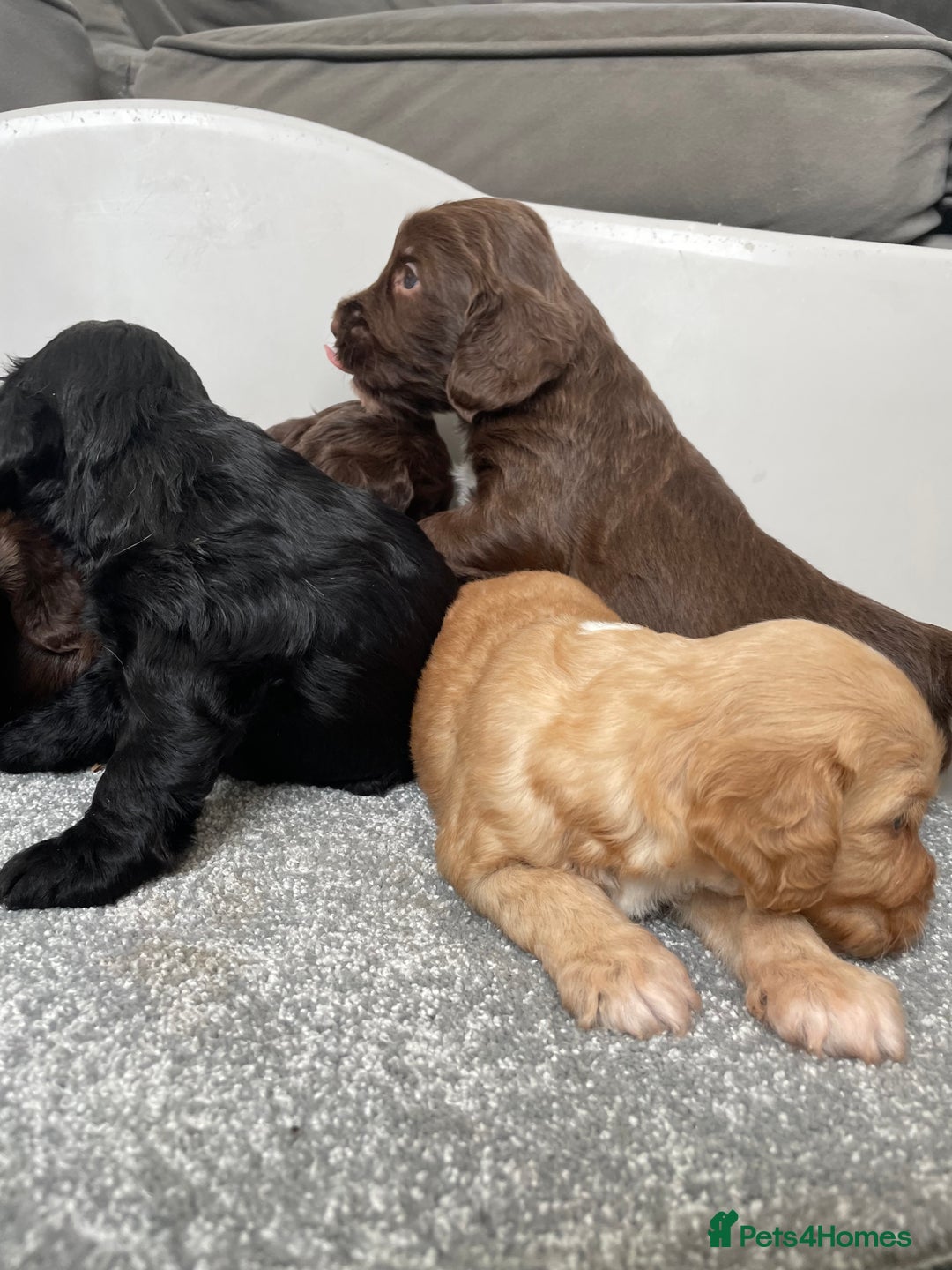 Cockapoo dogs for sale: F1 cockapoo p,r.a clear test - Image 24