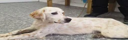 English Setter dogs for adoption: Hamar in Brighton - Advert 5