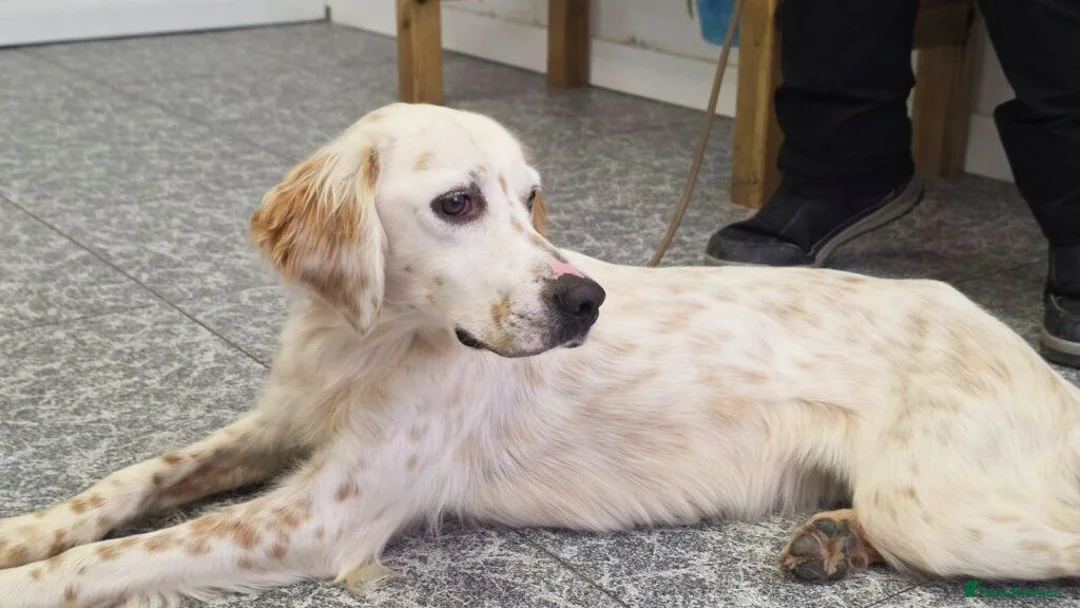 English Setter dogs for adoption: Hamar in Brighton - Advert 5