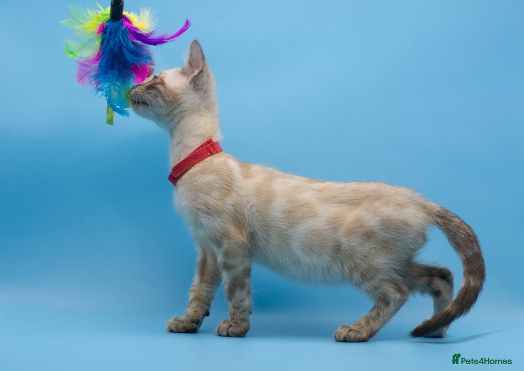 Bengal cats for sale: Gorgeous TICA Registered Bengal Kittens! - Image 9