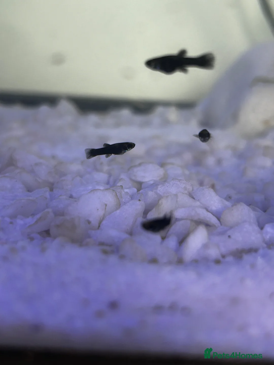 Mollies fish for sale: Baby Mollie Fish - Advert 2