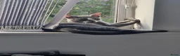 Oriental cats for sale: Oriental Shorthair Male and Female - Advert 4
