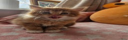 Mixed Breed cats for sale: Beautiful ginger mix long hair maine coon kittens - Advert 6