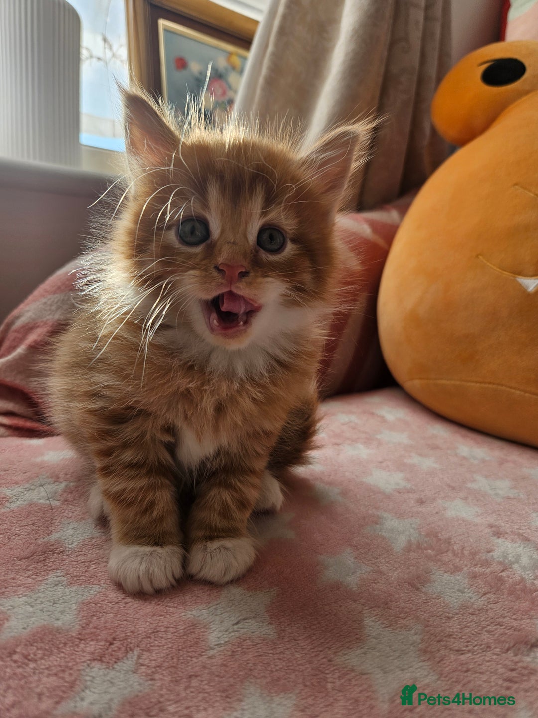 Mixed Breed cats for sale: Beautiful ginger mix long hair maine coon kittens - Advert 6