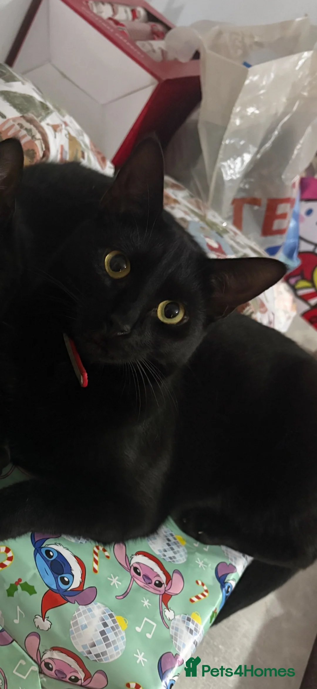 Domestic Shorthair cats for sale: Beautiful boy looking for a home  - Advert 2