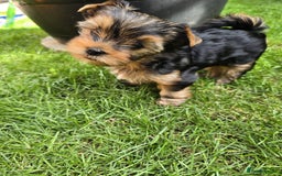 Yorkshire Terrier dogs for sale: Miniature Yorkshire Terrier Puppies - Image 23