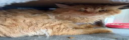 Maine Coon cats for sale: Stud For SALE! Maine Coon TICA Acive! - Advert 3