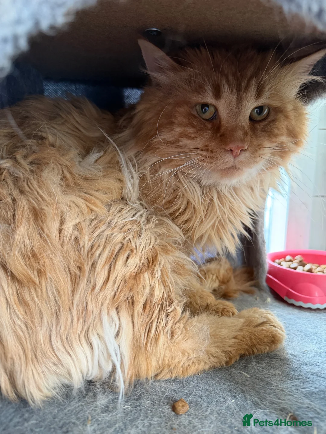 Maine Coon cats for sale: Stud For SALE! Maine Coon TICA Acive! - Advert 3