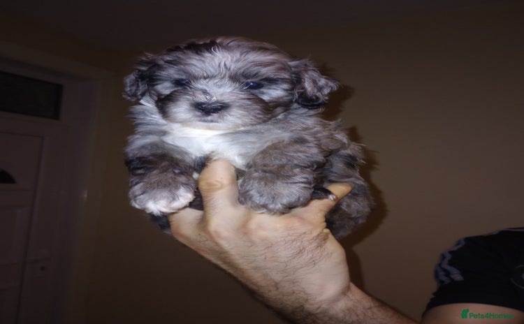 Shihpoo dogs - Advert 2