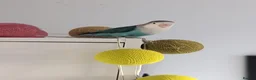 Lovebirds birds for sale: Turquoise Love Bird with a cage - Advert 9