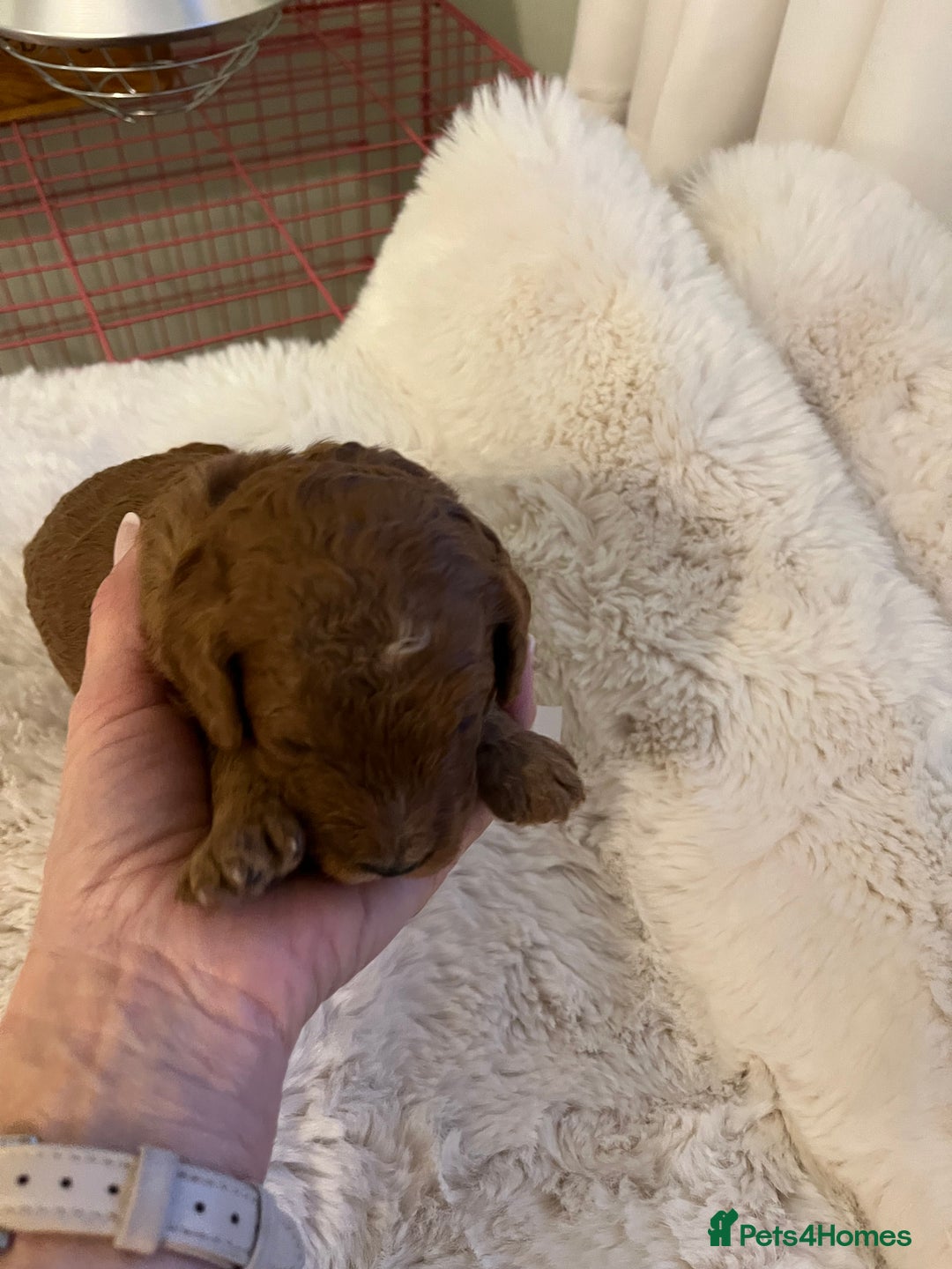 Cavapoo dogs for sale: Stunning chunky cavapoos - Advert 4