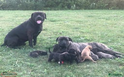 Cane Corso dogs for sale: Pure bred Cane Corso Pupps - Image 5