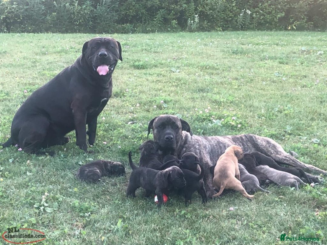 Cane Corso dogs for sale: Pure bred Cane Corso Pupps - Image 5