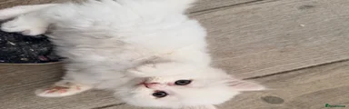 Persian 4