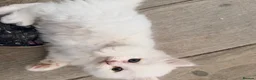 Persian cats for sale: 4 beautiful Persian x kittens, ready now - Advert 4
