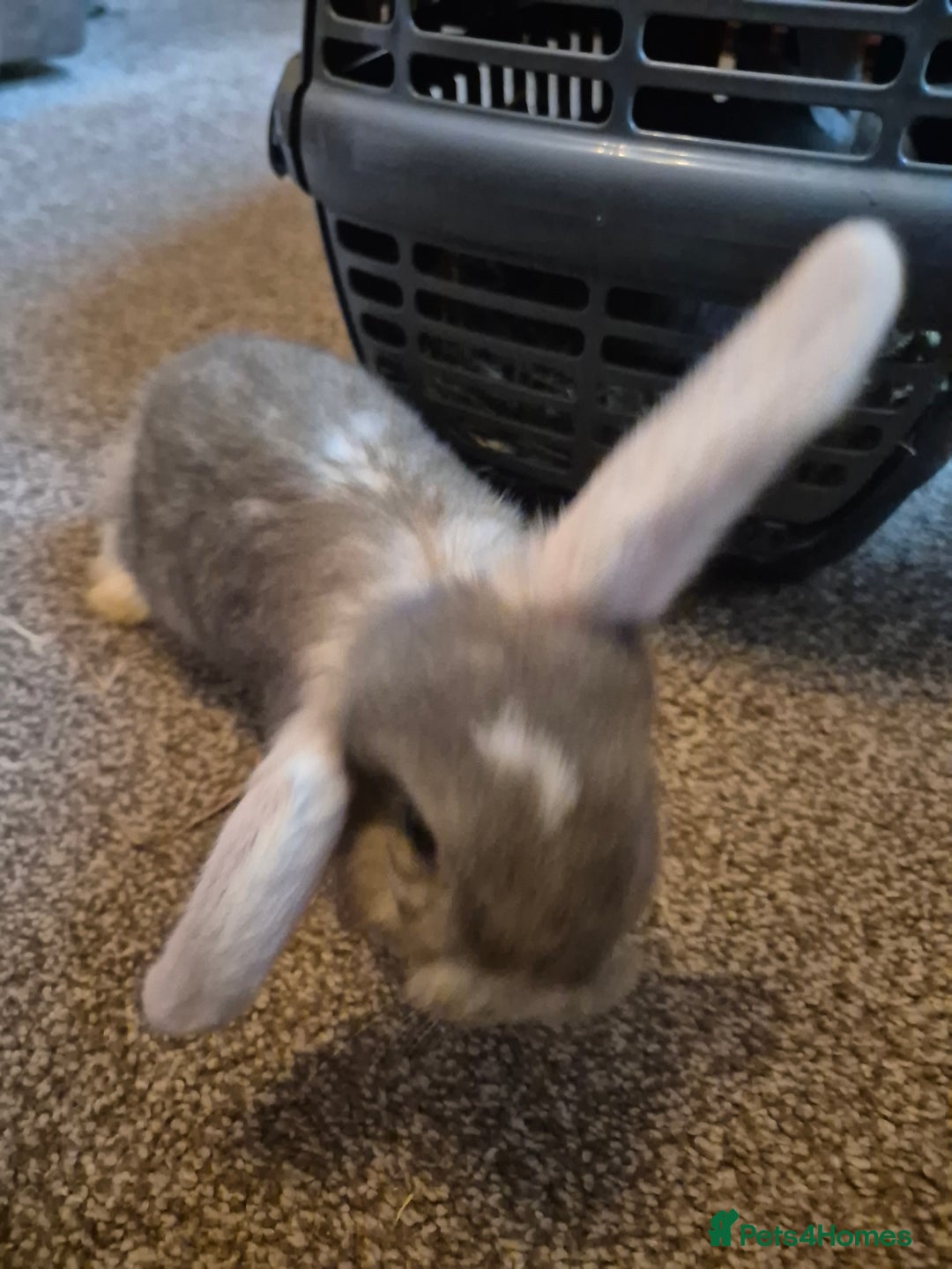 Mini Lop rabbits for sale: Lovely Male Mini Lop looking for loving new home  - Advert 3