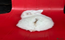 Mini Lop rabbits for sale: Mini lop bunnies  - Image 7