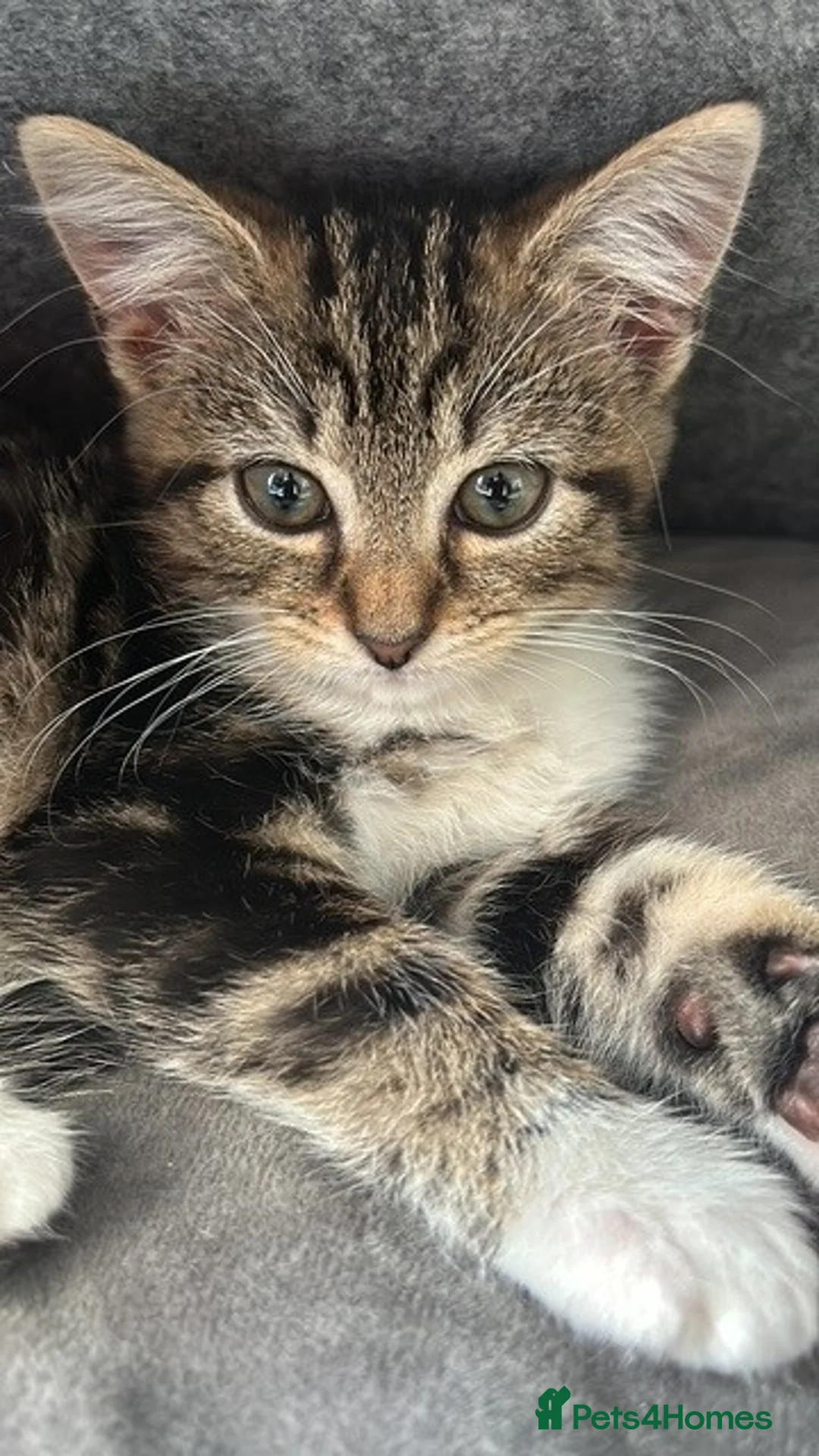 Mixed Breed cats for sale: 3 beautiful kittens for sale - Advert 5