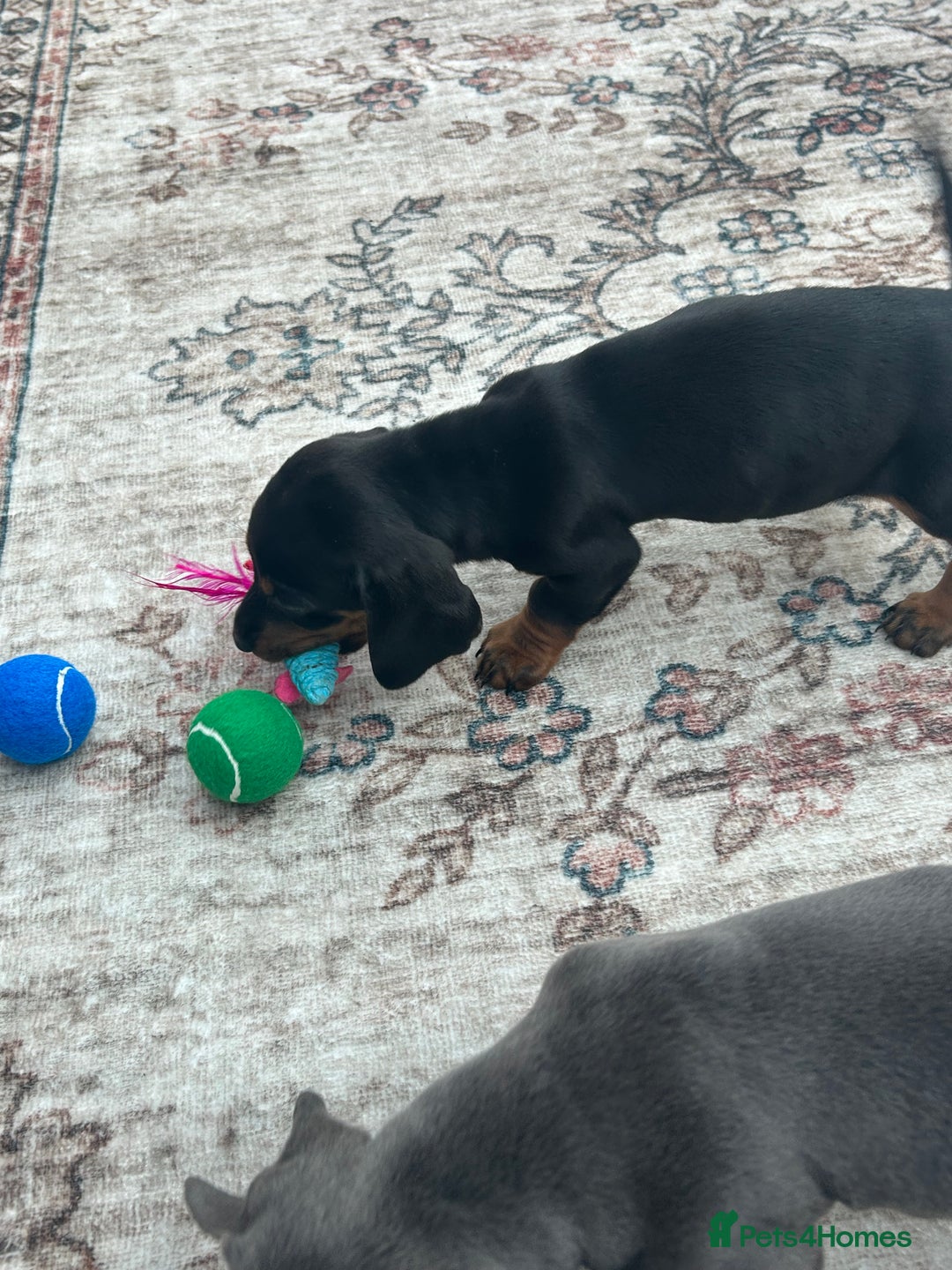 Miniature Dachshund dogs for sale: Miniature dachshund puppy’s  - Advert 11