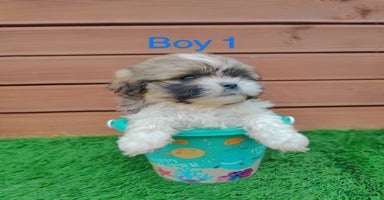 Shih Tzu dogs - Advert 14