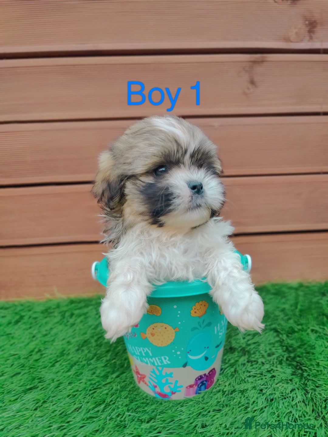 Shih Tzu dogs for sale: Shih-tzu - Image 2