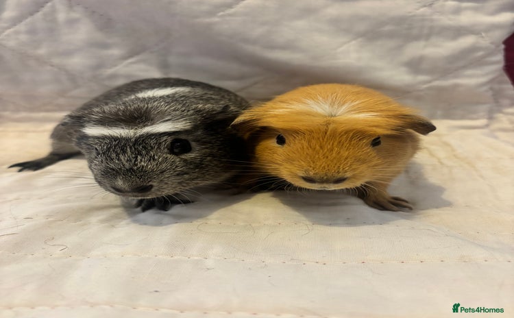 Guinea Pig rodents - Advert 15