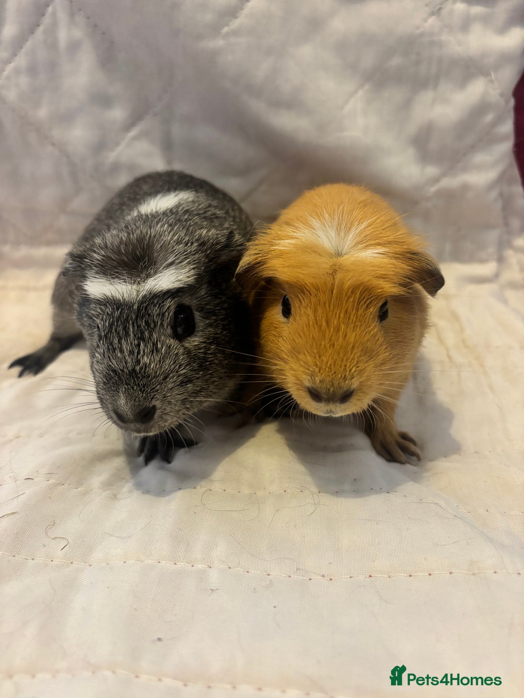 Guinea Pig rodents for sale: Gorgeous bonded boars - Image 1