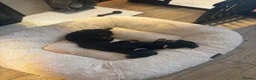 Dachshund dogs for sale: Dachshunds Thelma, Tommy and Tink  - Advert 11