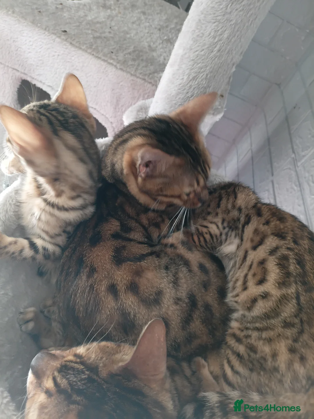 Bengal cats for sale: Bengal boy 12 weeks - Advert 5