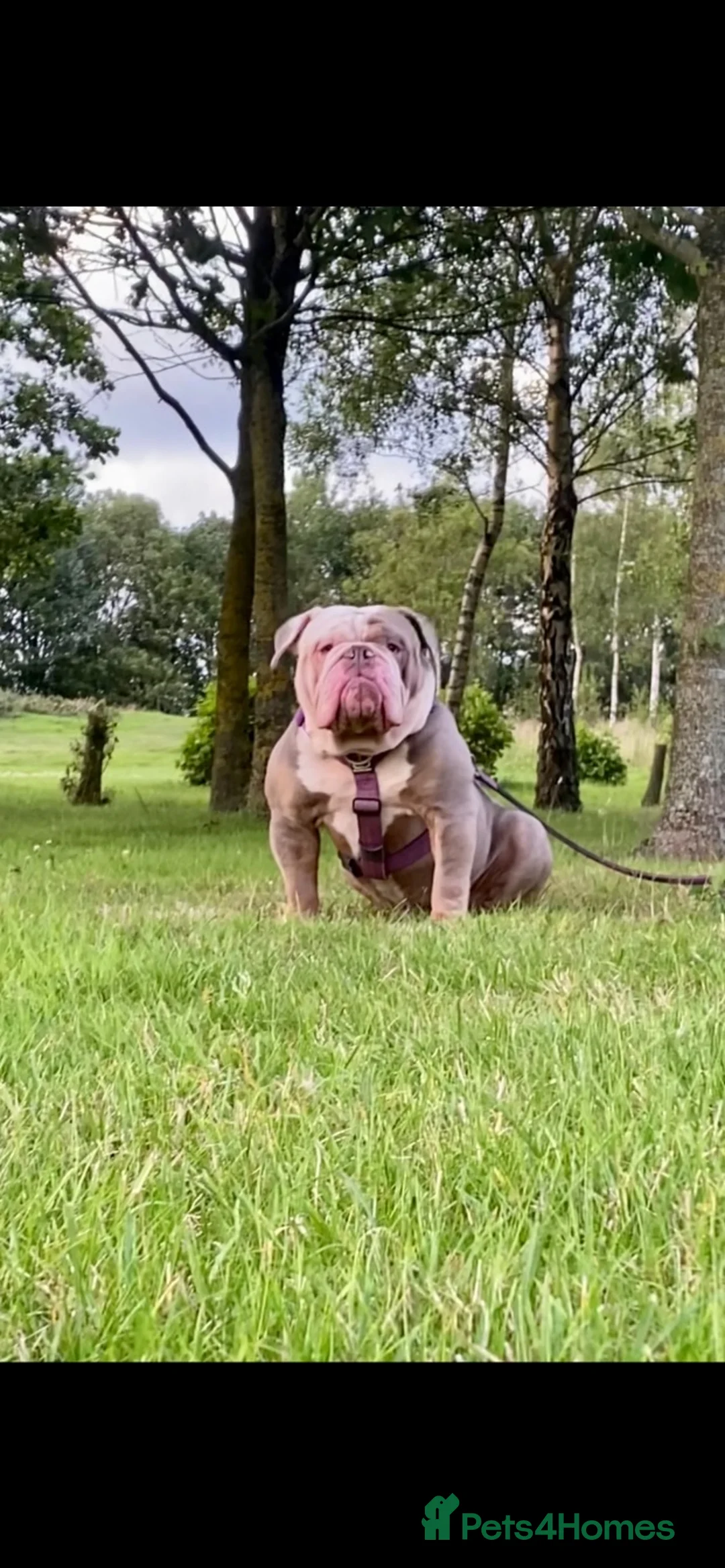 Olde English Bulldogge dogs for stud: Hip and Elbow Scored Bullguards Diego @ MCR Oldies in Bury - Advert 6