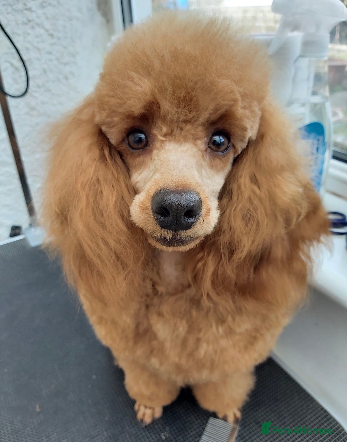 Cavapoo dogs for sale: Cavapoo puppies - Advert 6