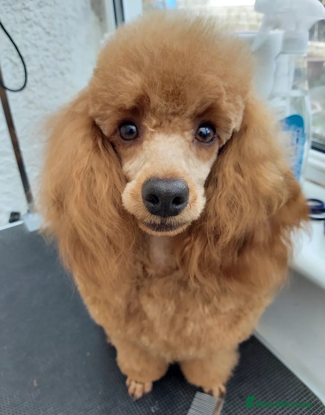 Cavapoo dogs for sale: Cavapoo puppies - Advert 11