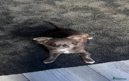 Chihuahua dogs for sale: Blue/lilac long haired chihuahua boy  - Image 2