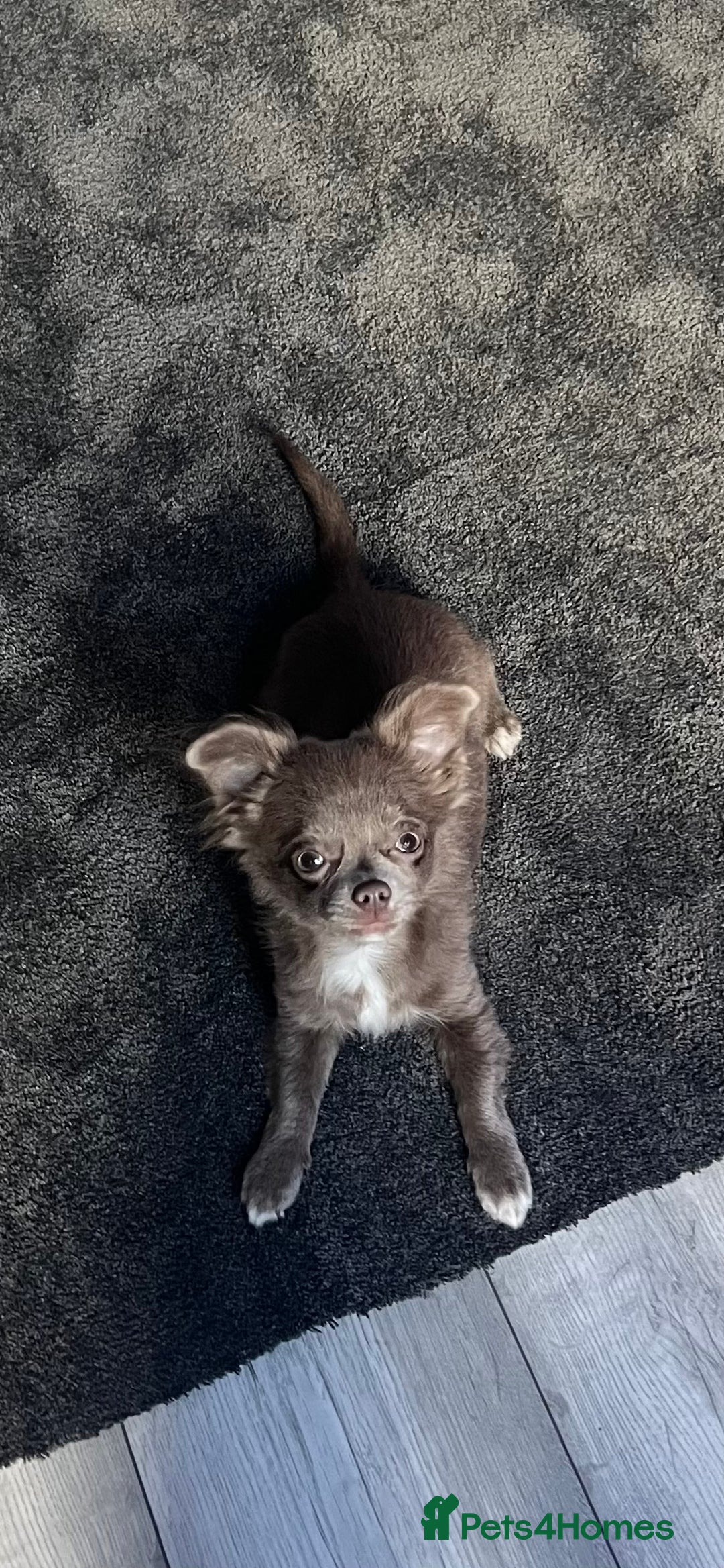 Chihuahua dogs for sale: Blue/lilac long haired chihuahua boy  - Image 2