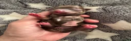Chihuahua dogs for sale: Chihuahua Puppies in Bolton - Advert 3