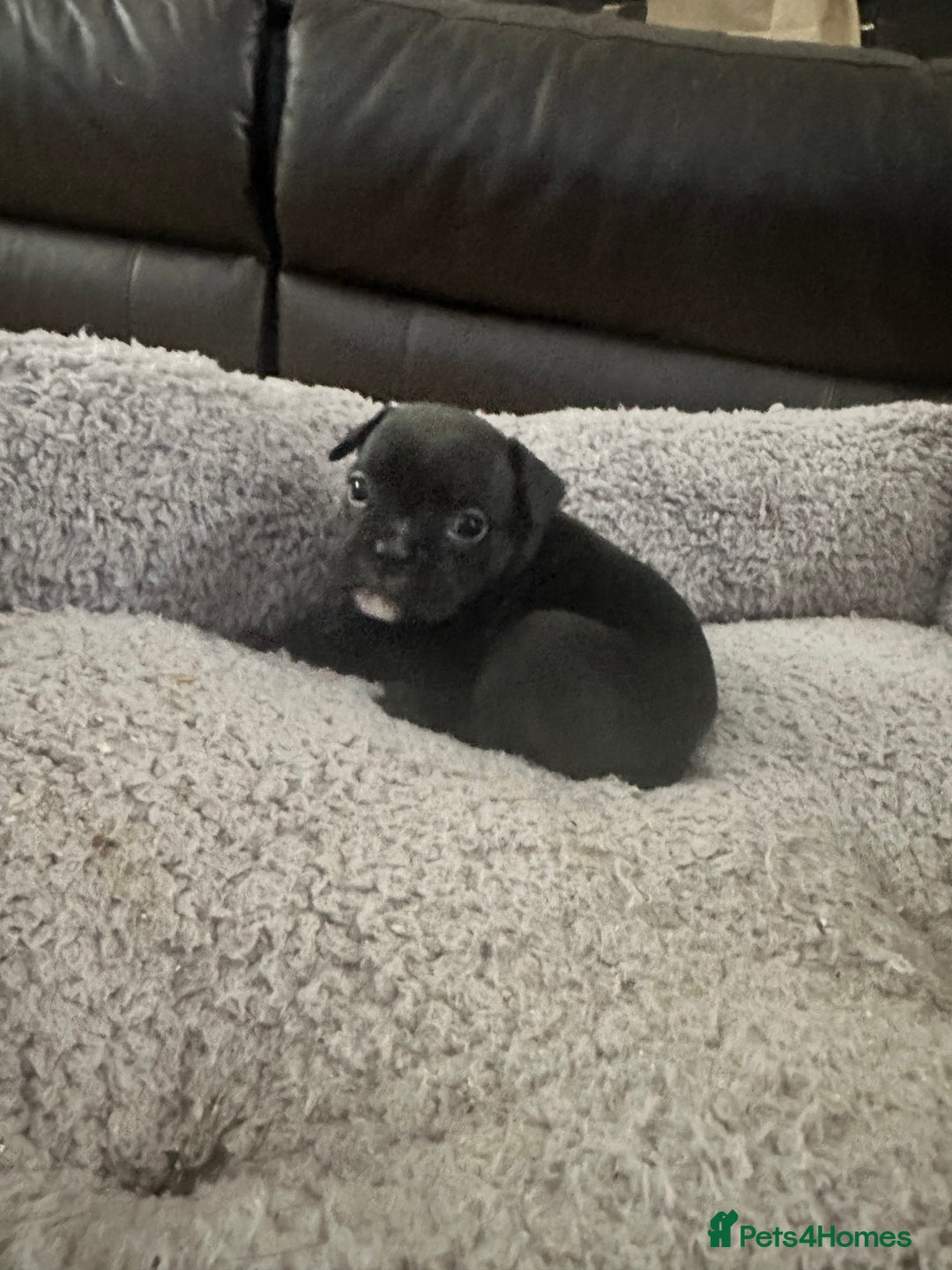Mixed Breed dogs for sale: American French bulldog  - Image 5